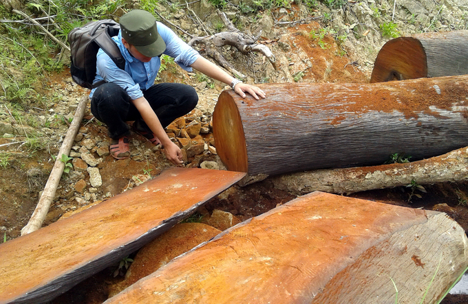 Nhiều cây gỗ to bị xẻ thịt trong khu bảo tồn ở Quảng Nam